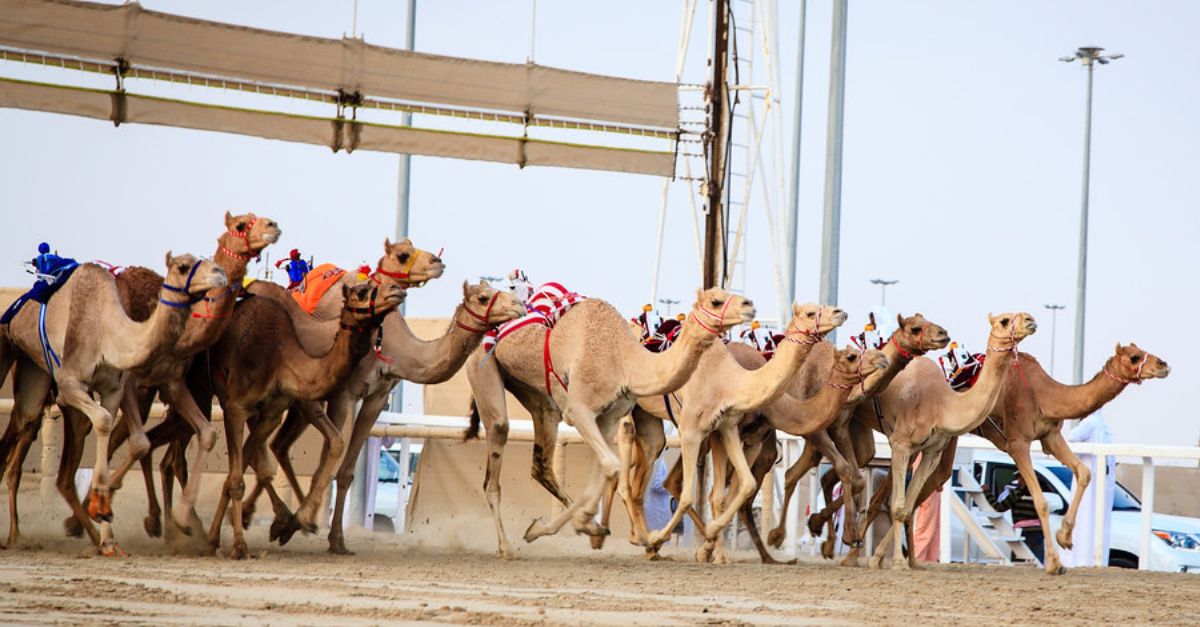 qatar carreras camellos FB