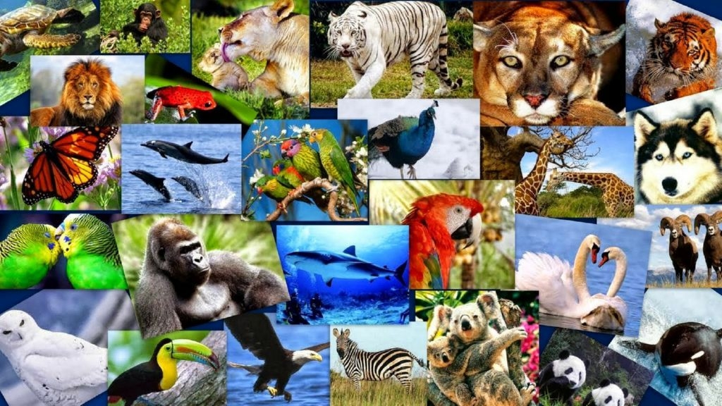  Día de la Biodiversidad de las Especies: De lo Natural en Peligro de Extinción 