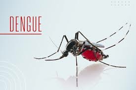 Dengue: epidemia